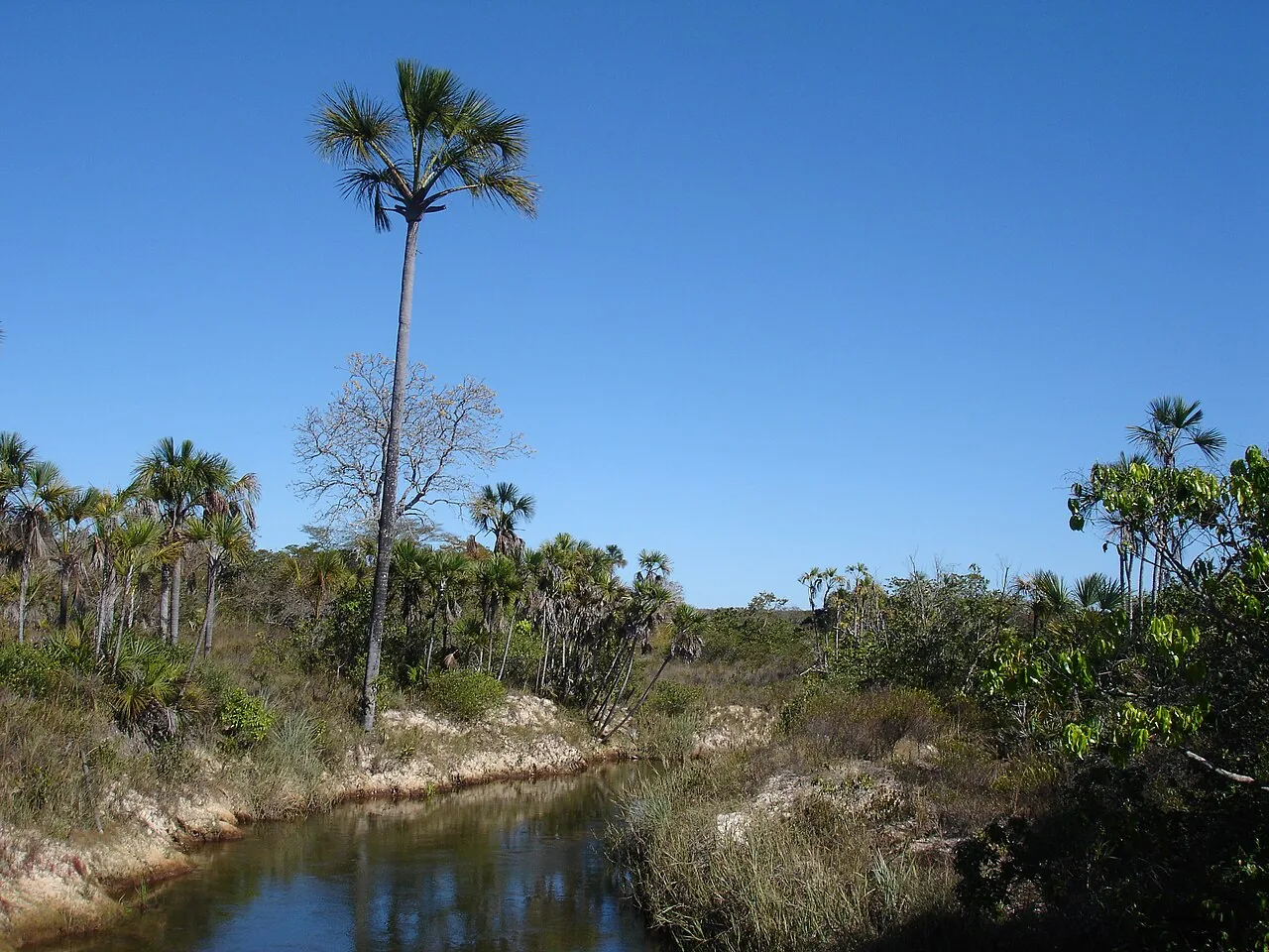 Uma vereda atravessa a vegetação sob o céu azul no Parque Nacional Grande Sertão Veredas.